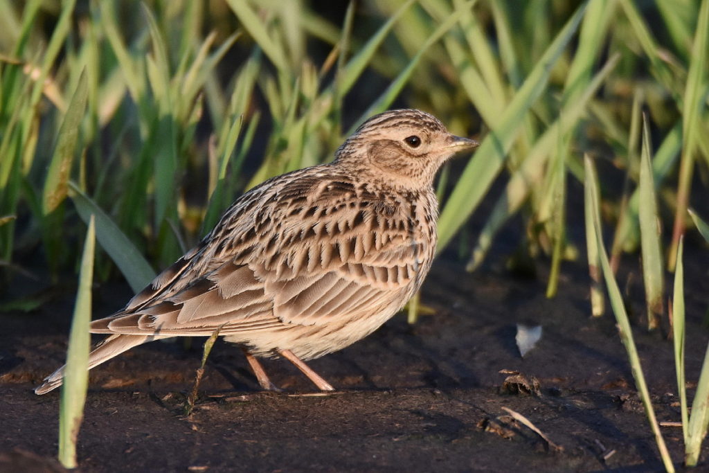 полевой жаворонок