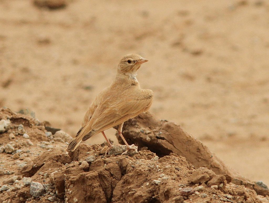 жаворонок пустыни