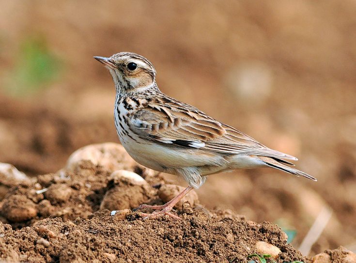 Лесной жаворонок