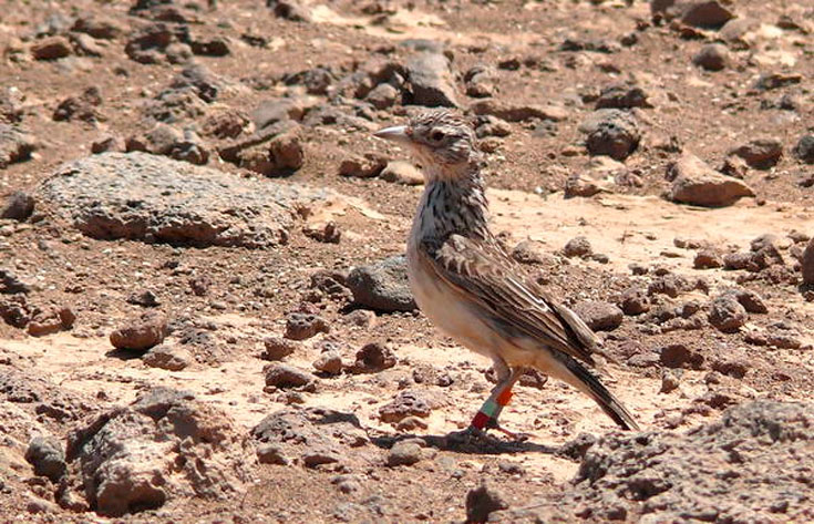 Разунский жаворонок