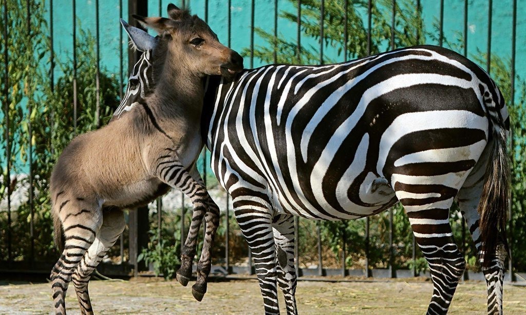 Детский зебраоид