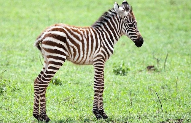 зебра коричневая