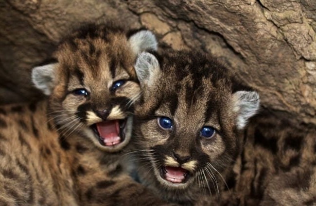 Пума: описание животного, особенности, виды, образ жизни, среда обитания