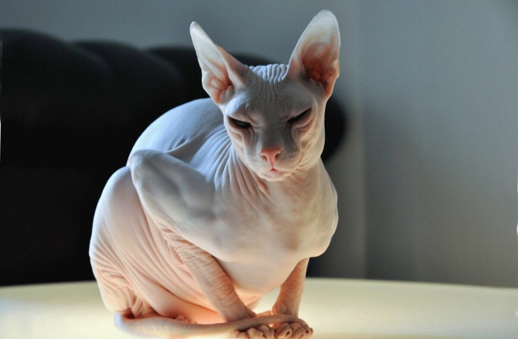 Лысые кошки