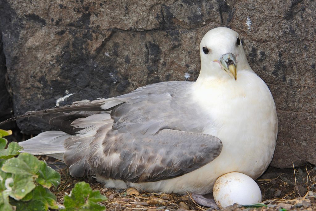Птица глупыш: описание, среда обитания, питание, фото
