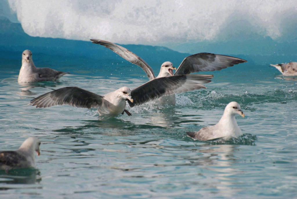 Птица глупыш: описание, среда обитания, питание, фото