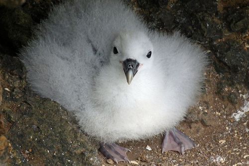 Птица глупыш: описание, среда обитания, питание, фото