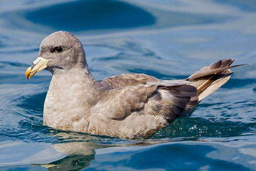 Птица глупыш: описание, среда обитания, питание, фото