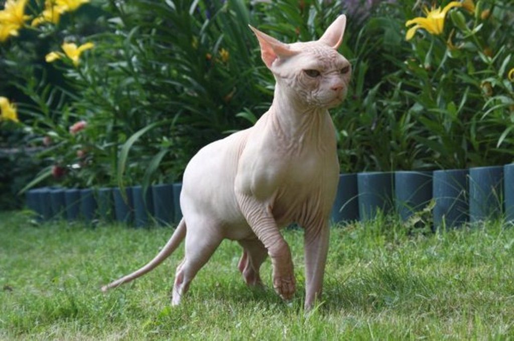 гавайский лысый