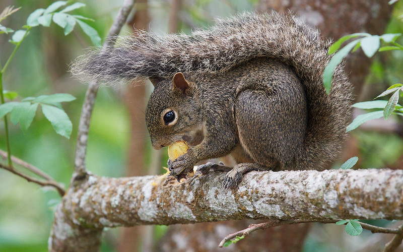 Гвианская белка
