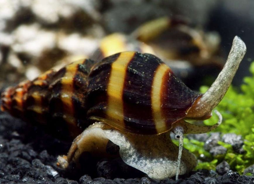 Улитка хелена в аквариуме: содержание, кормление