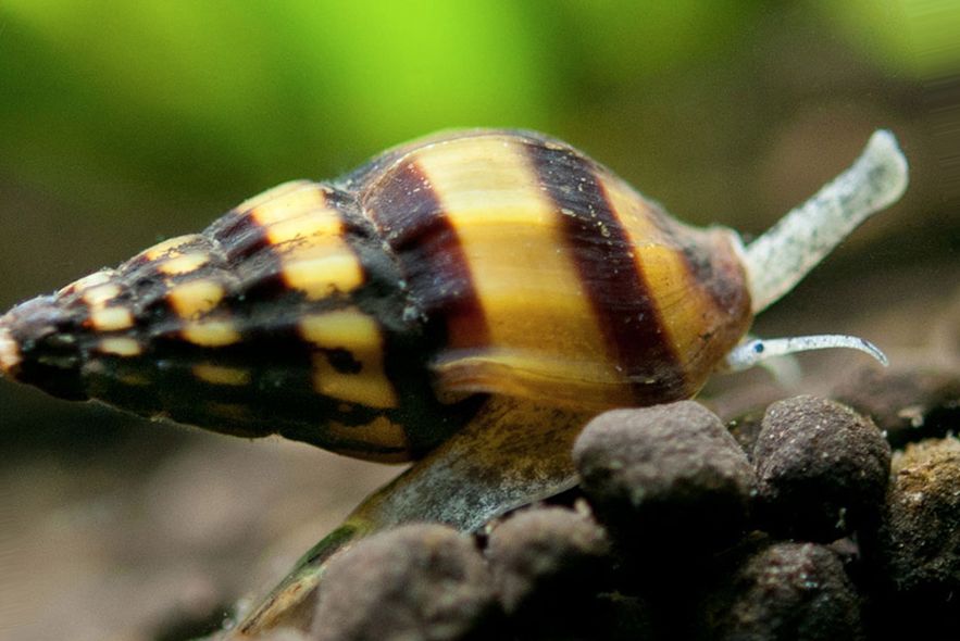 Улитка хелена в аквариуме: содержание, кормление