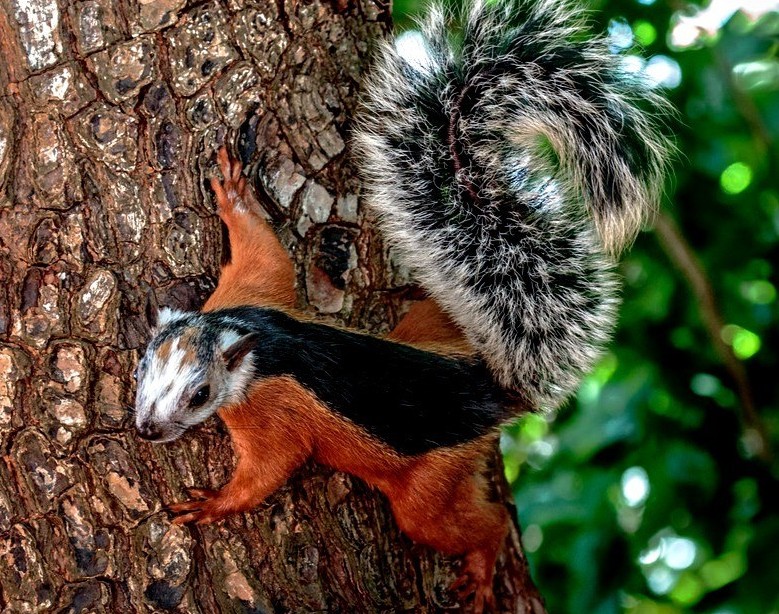 Крапчатая белка