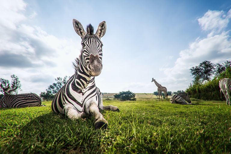 интересные факты о зебрах