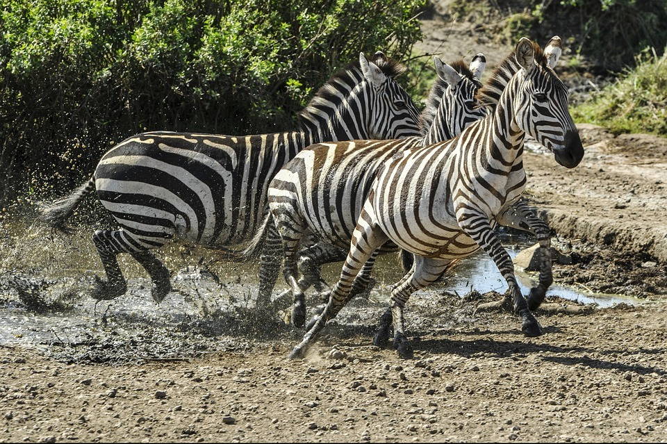 Испуганные зебры