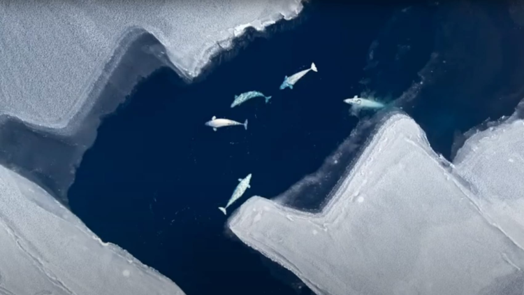 Белуха Белуха