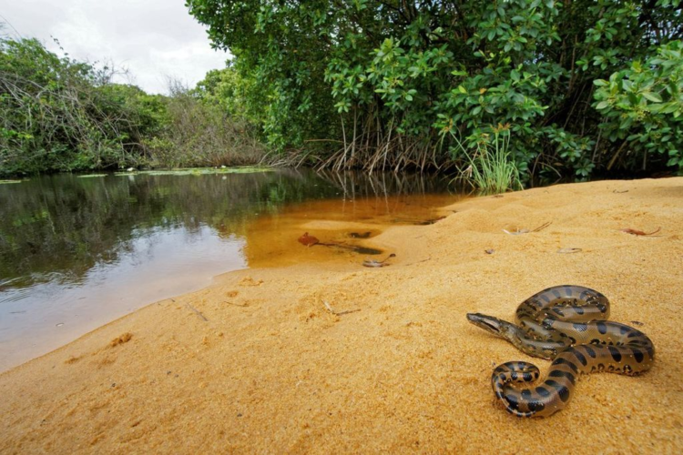 Анаконда Анаконда