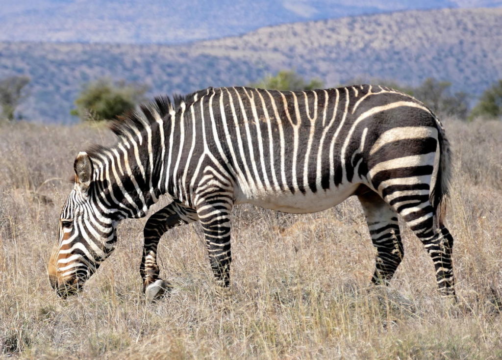 Капская горная зебра — Equus zebra zebra