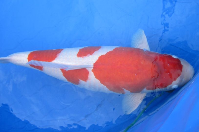 Кои: потребности, разведение и уход, объем воды для кои, температура для карпов кои, кислород, питание, фильтрация воды, растения для водоема, защита от хищников