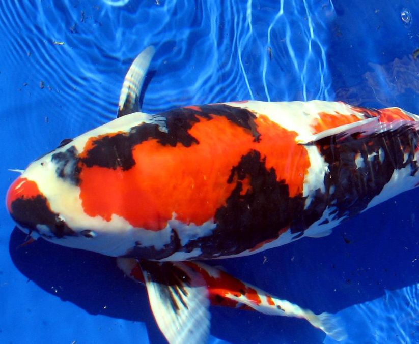 Кои: потребности, разведение и уход, объем воды для кои, температура для карпов кои, кислород, питание, фильтрация воды, растения для водоема, защита от хищников