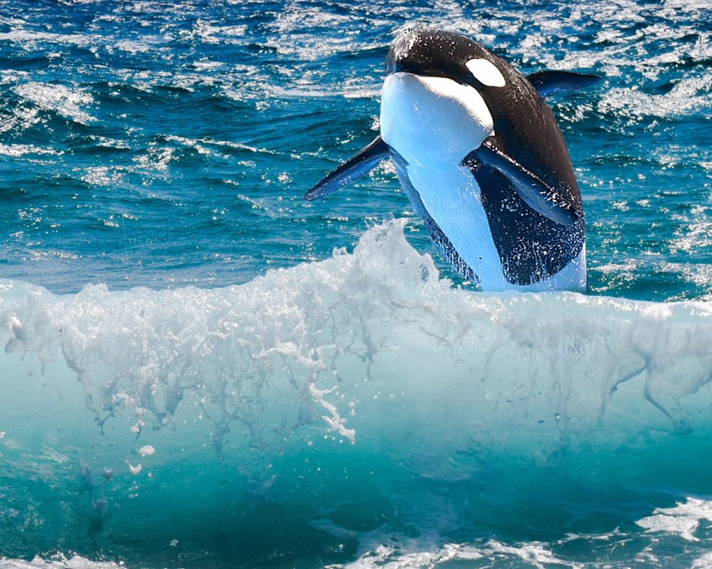 враги пингвинов