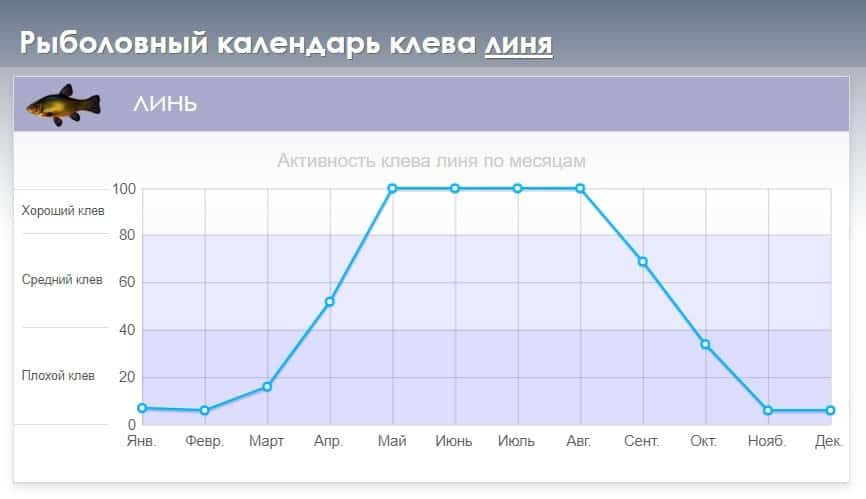 Ловля линя осенью: на поплавочную удочку, фидер и донку