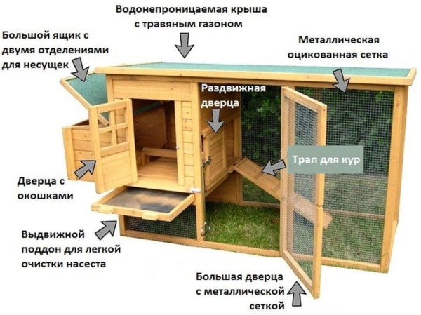 Куры Виандот. Фото и описание, отзывы