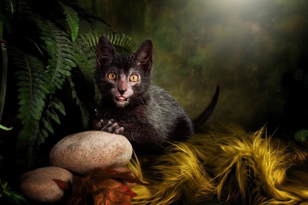 Ликой или кот-оборотень