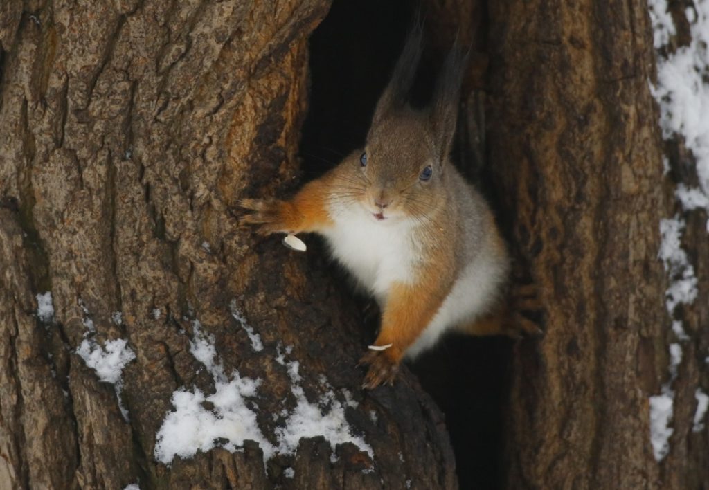 образ жизни белки