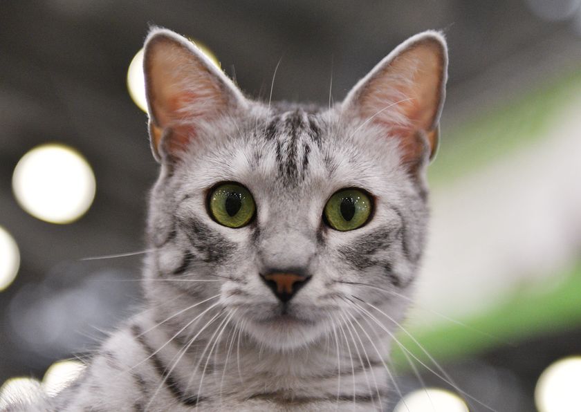 Египетская мау