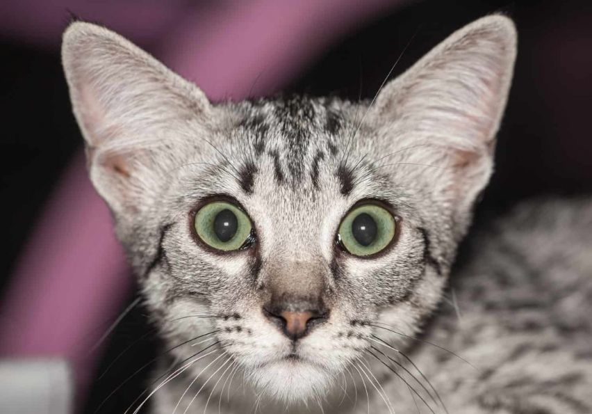 Египетская мау