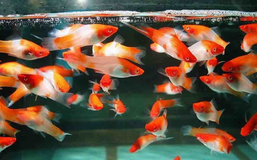 Меченосцы: описание рыбки с фото, содержание, виды, разведение