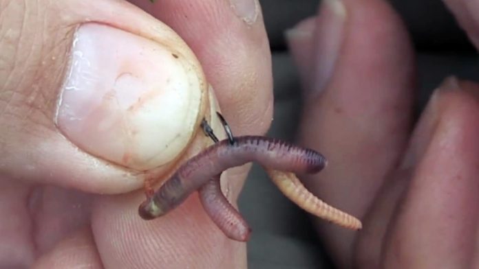 Как насадить червя на крючок — наглядное фото и видео