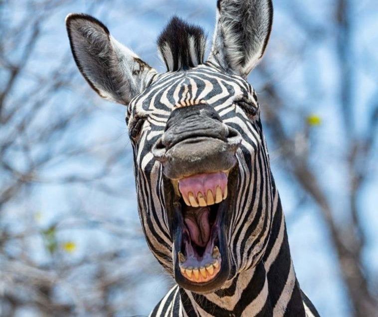 рот зебры