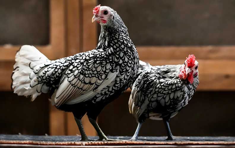 Бентамка сибрайт