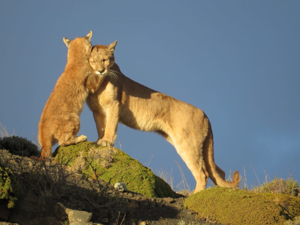 Разведение пум