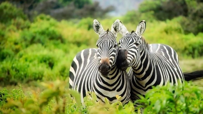 Зебра: как выглядит животное, интересные факты