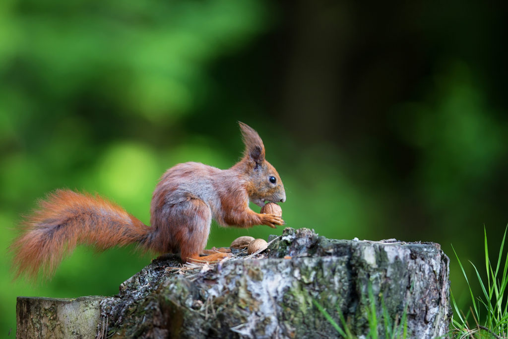 что едят белки что едят белки