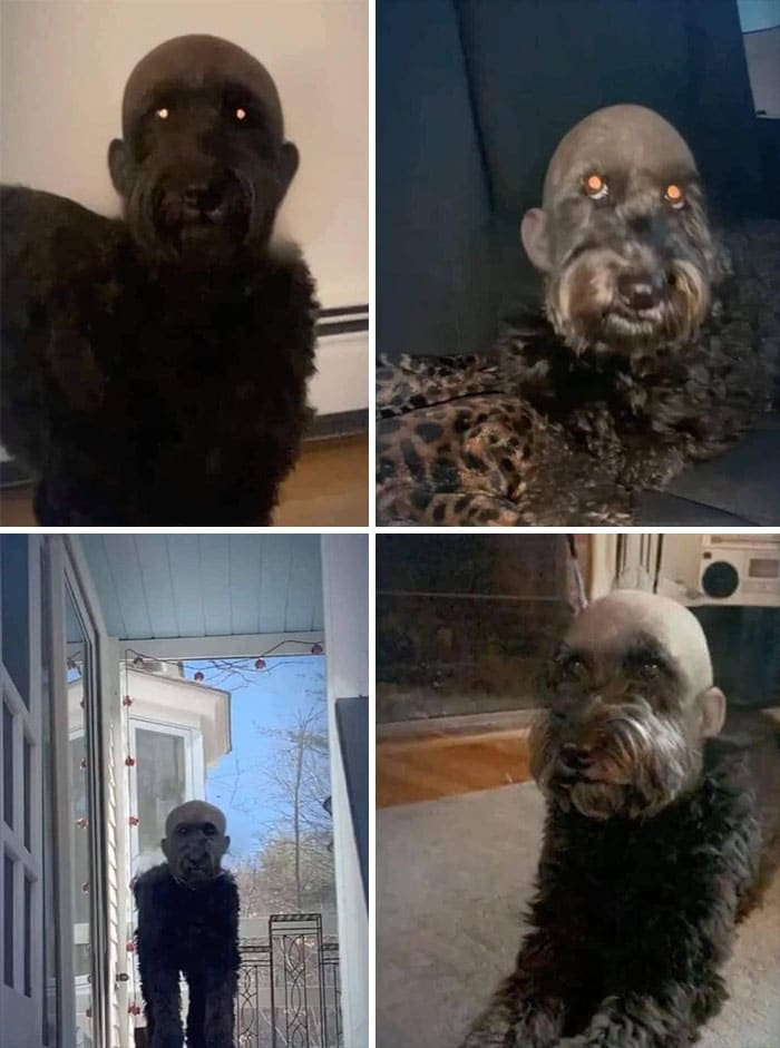 собака с фильтром лысины