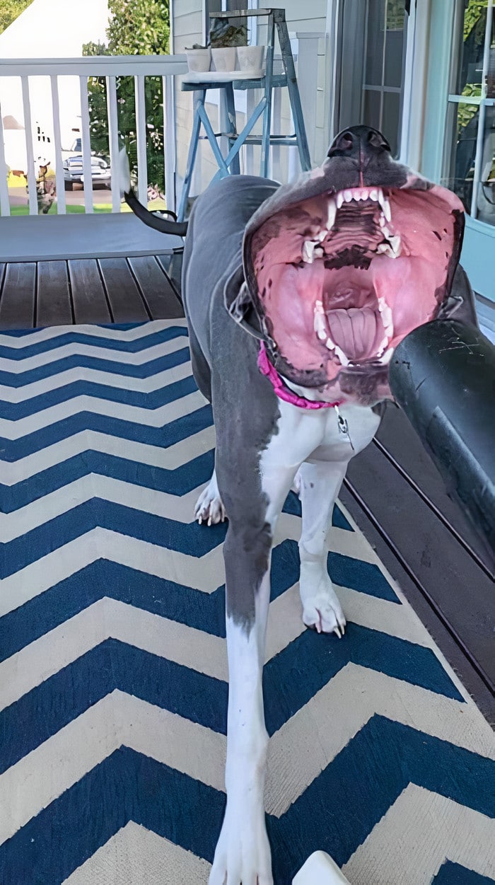 собака с открытым ртом