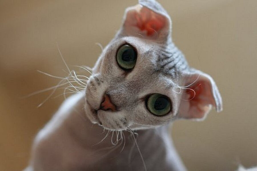 Украинский левкой