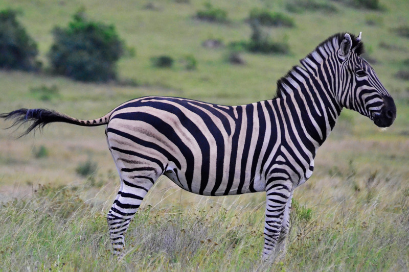 как выглядит зебра