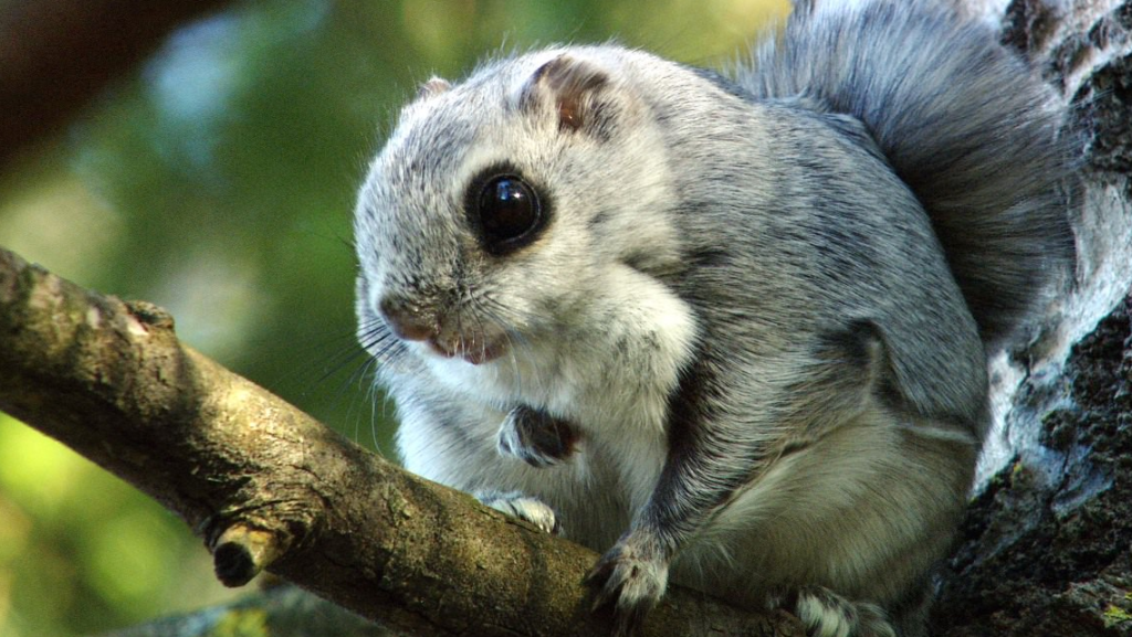 Японская белка