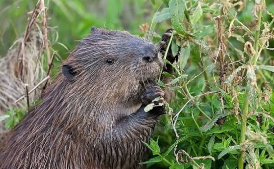 речной бобр Красной книги