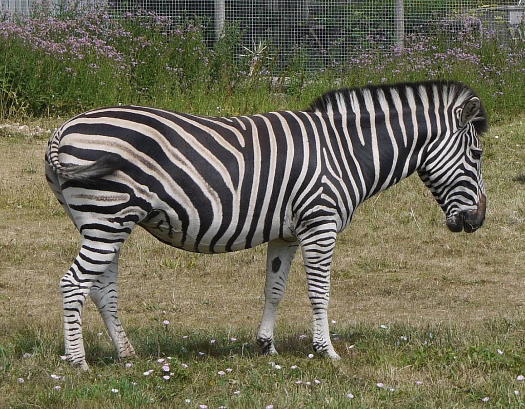 Зебра Чепмена - equus burchelli Chapman