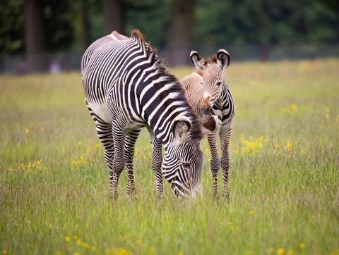 что ест зебра