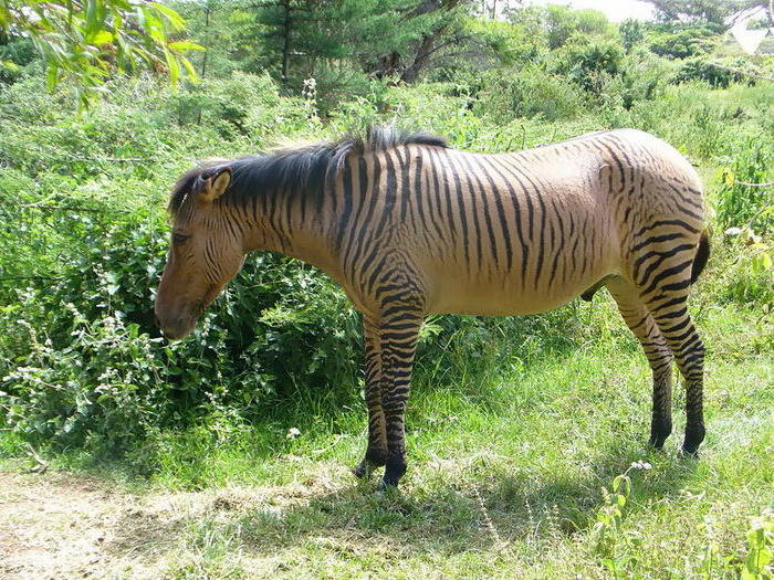 изображение зеброида