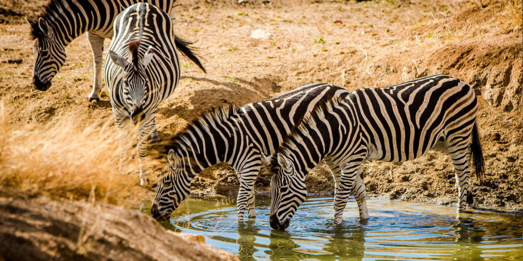 зебры у водопоя