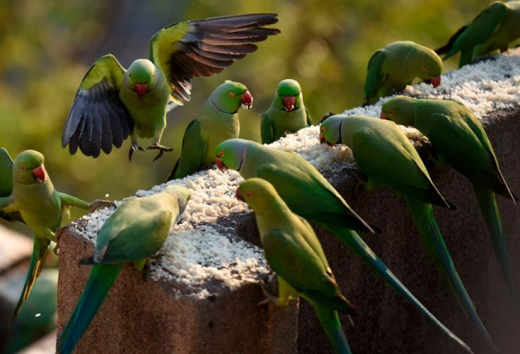 Сколько живут ожереловые попугаи в домашних условиях и дикой природе
