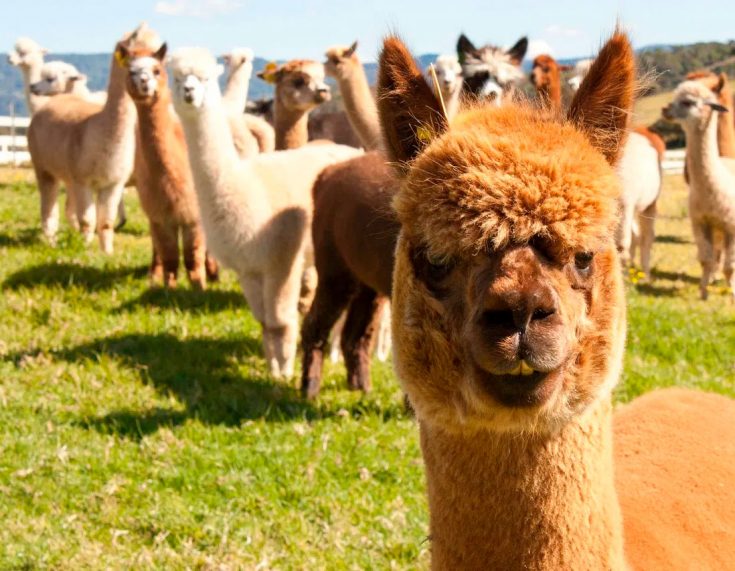 Ламы и альпака: в чем отличия